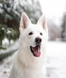 White Dog happy about Candle Cocoon's Winter Collection