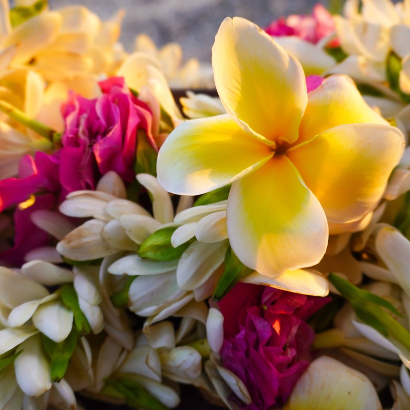 Aloha Vanilla coconut mango floral fragrance oil