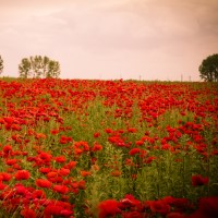 Aurora Dawn Fragrance oil outdoor type