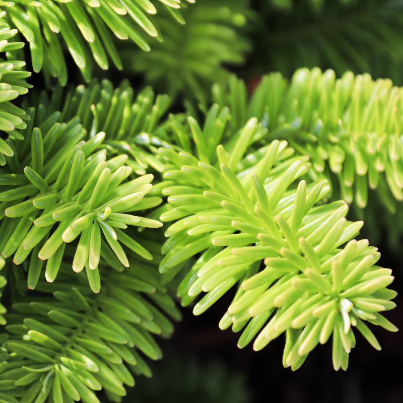 Balsam Cedar - Fragrance Oil - Coming Soon!
