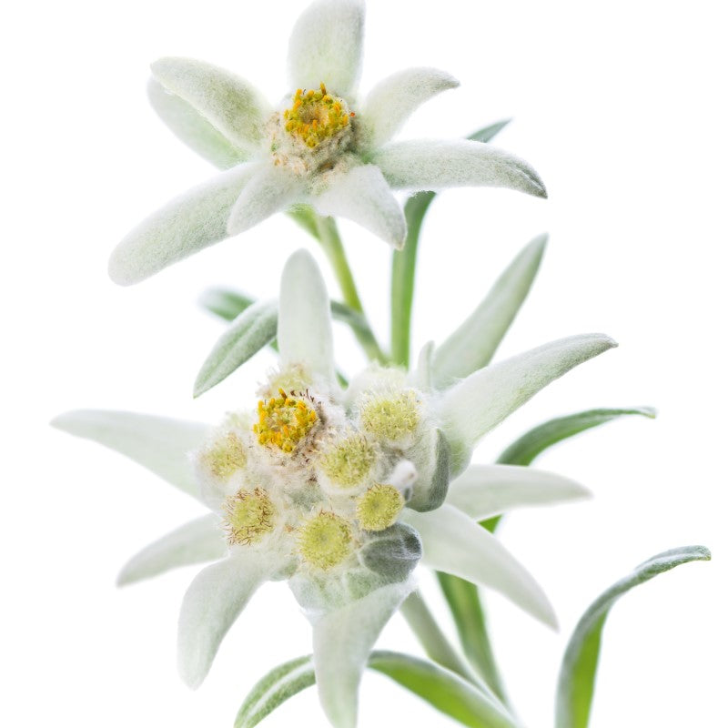 Bavarian Edelweiss Fragrance Oil - Coming Soon!