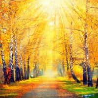 Bayberry Birch Fragrance Oil