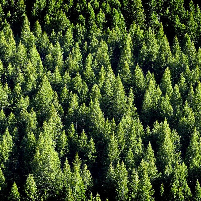 Birchwood Pine Fragrance Oil - Coming Soon!