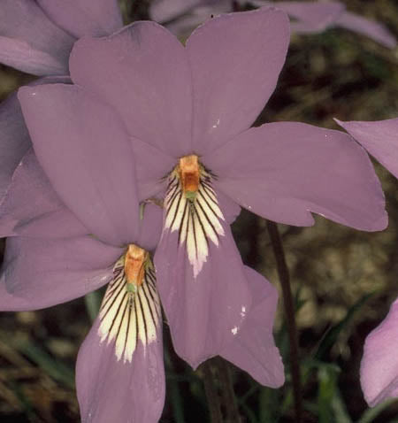 Birdfoot Violet - Mica Powder - Candle Cocoon, LLC