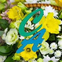 Daydream blooms of flowers