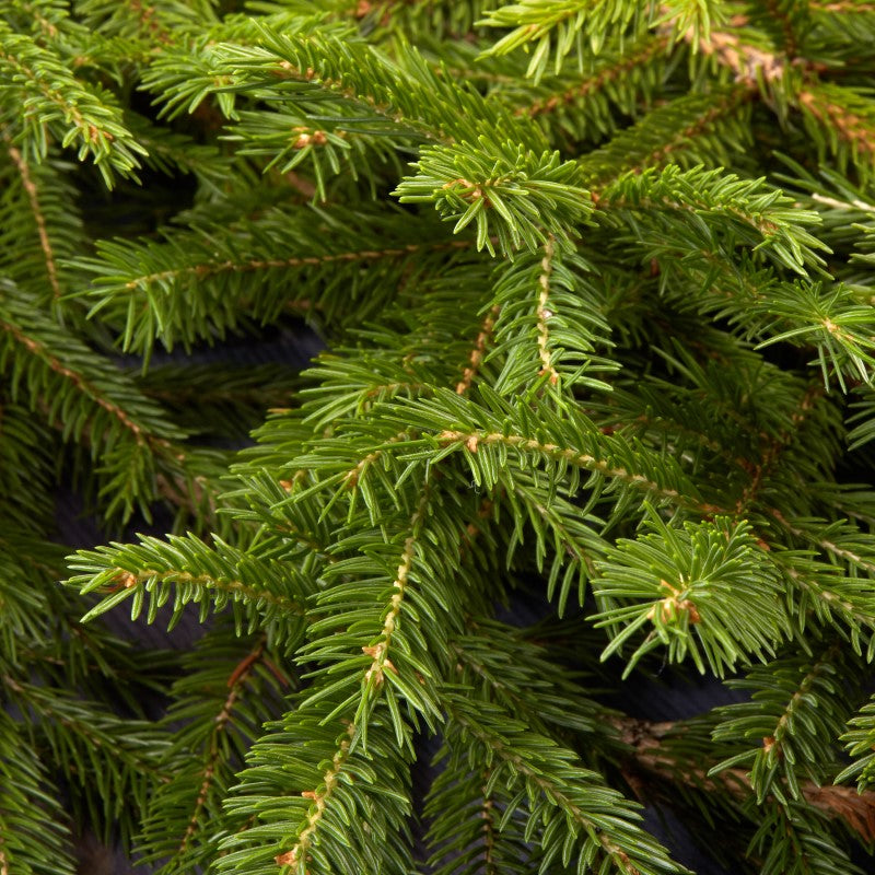 Fraser Pine sandalwood pine fragrance oil