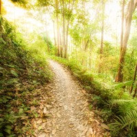 Hiking Trail Fragrance Oil