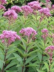 Joe Pye Weed flowers and plants
