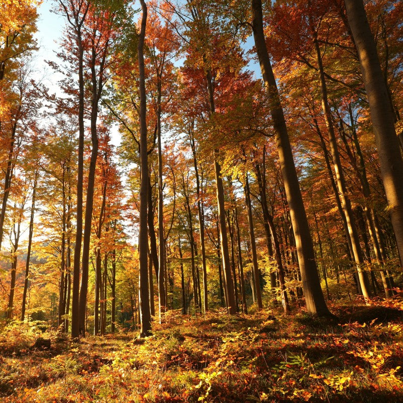 Leaves Fragrance Oil - Coming Soon!