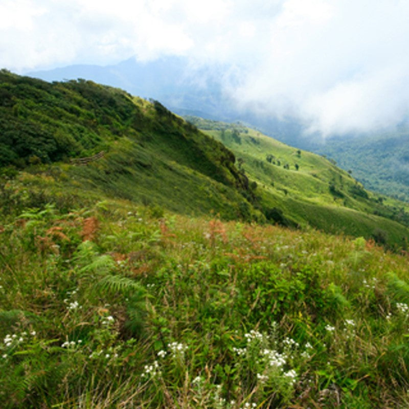 Mountain Air Fragrance Oil