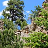 Pinyon Pine sweet woody fragrance oil