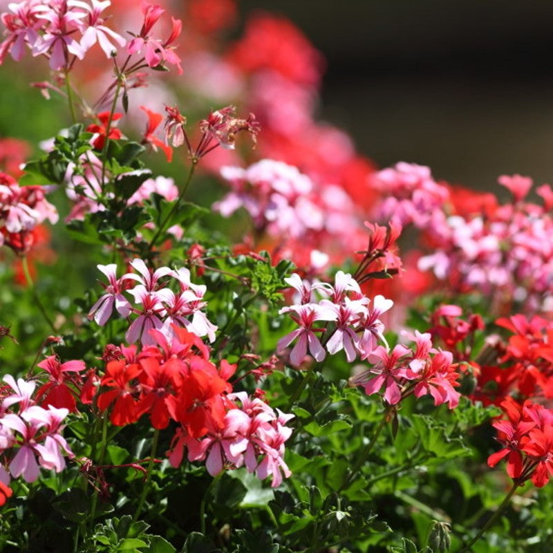 Rose Geranium Fragrance Oil - Coming Soon!