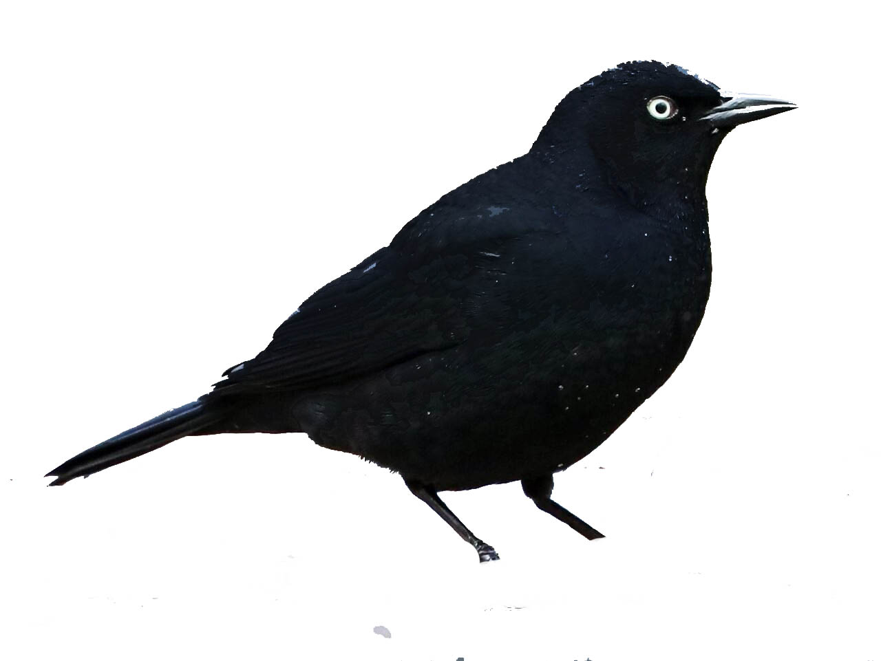 Blackbird - Mica Powder - Candle Cocoon, LLC