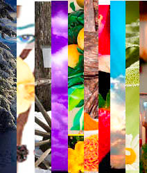 2020 #1 Candle Cocoon Year Round Best Sellers - Sample Set of 10 - 2020 - Candle Cocoon, LLC