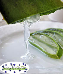 Aloe Vera Gel - Candle Cocoon, LLC