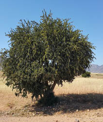 Argan Oil - Virgin Organic - candle-cocoon