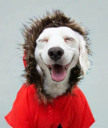 Joy of the Season - Sample Set - Candle Cocoon, LLC