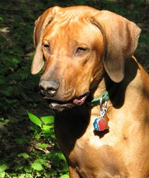 Grace's Favs - Sample Set - Candle Cocoon, LLC