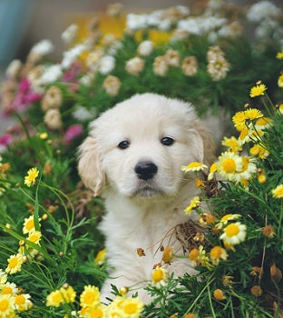 Mother's Day Sample Set - Candle Cocoon, LLC