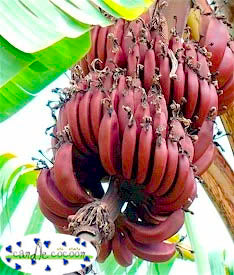 Red Banana™ - Fragrance Oil - Candle Cocoon, LLC