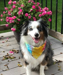 Teagen's Favs - Sample Set - Candle Cocoon, LLC