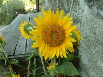Sunflower (our version of) Fragrance Oil