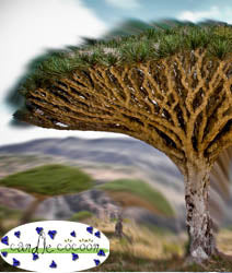 Candle Making Fragrance Oils in many sizes sympolized by the branches of a tree