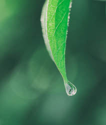 Drop of essential oil from a leaf