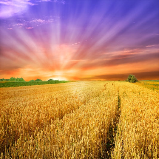 Amish Harvest cinnamon vanilla clove fragrance oil