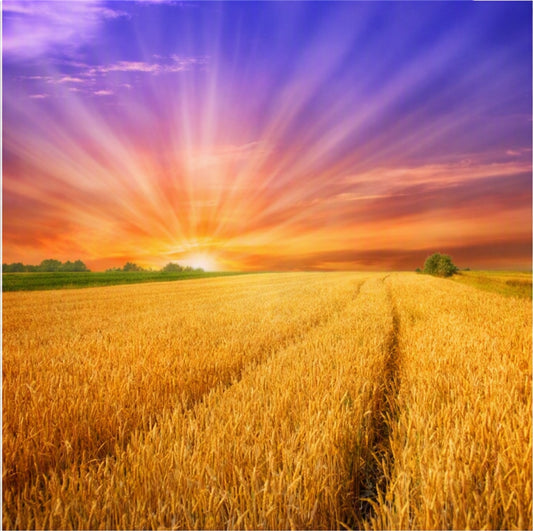 A golden wheat field under a dramatic sunset sky with radiating purple, pink, orange, and yellow light rays representing Amish Harvest Fragrance Oil.