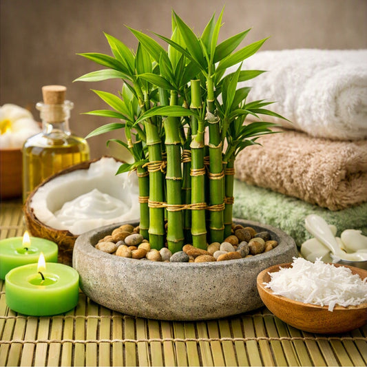 A small potted bamboo plant arranged in a spa setting with folded towels, candles, a coconut filled with coconut cream, and bowls of white powder on a bamboo mat depicting Bamboo Coconut Fragrance Oil.