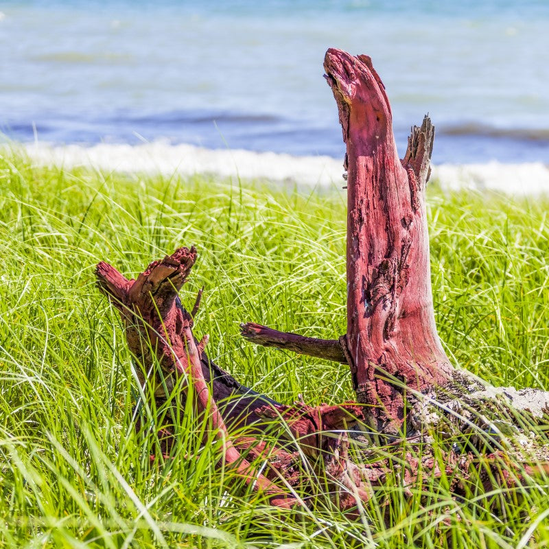 Beachwood Vetiver Fragrance Oil