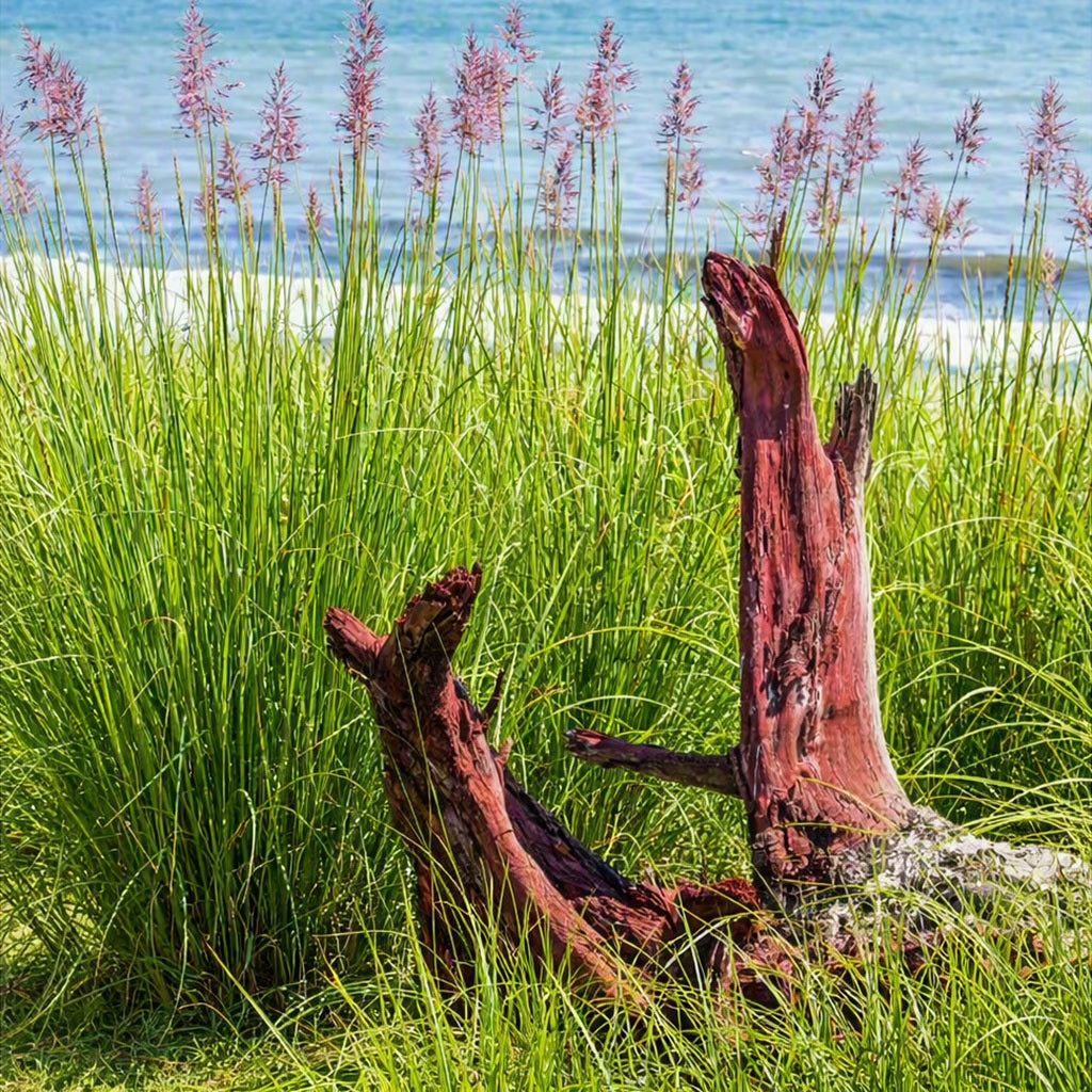 Vetiver Beach grass with pinkish-purple flower spikes and weathered reddish-brown driftwood logs in the foreground, with blue ocean water in the background depicting Beachwood Vetiver Fragrance Oil.