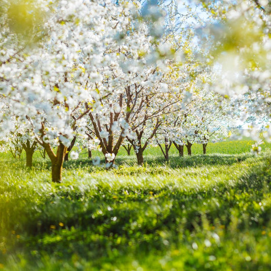 Beautiful Day Fragrance Oil