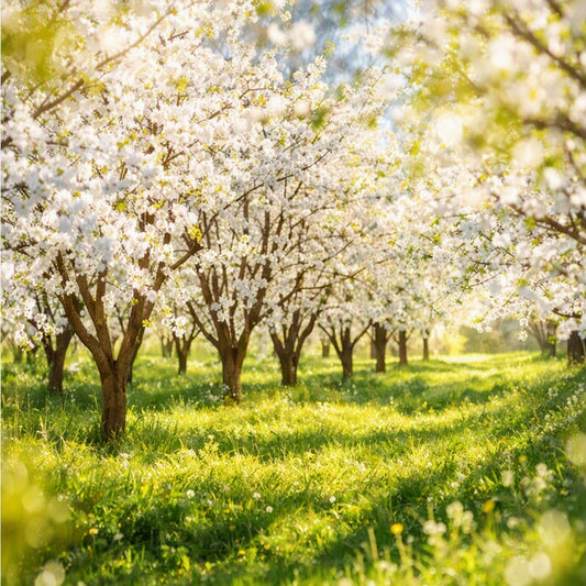 A Beautiful Day Fragrance Oil is represented by A sunlit orchard with rows of flowering apple blossom trees in full white bloom, casting dappled shadows on a green grassy field.