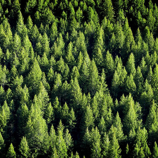 Birchwood Pine Fragrance Oil - Coming Soon!