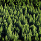 Birchwood Pine Fragrance Oil - Coming Soon!