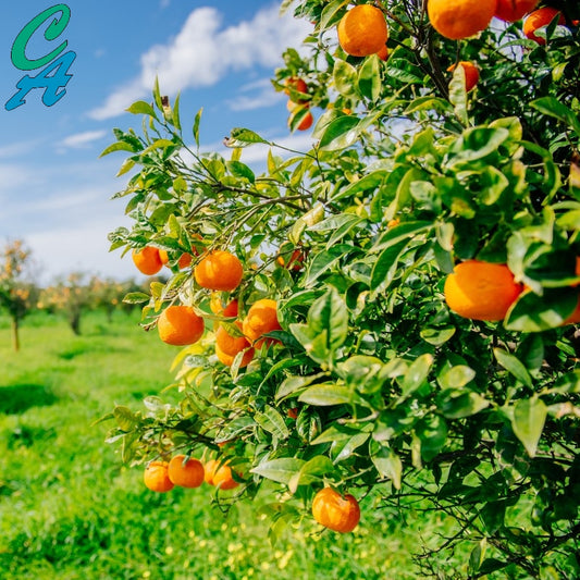 Citrus Grove Clean Fragrance Oil