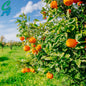 Citrus Grove Clean Fragrance Oil