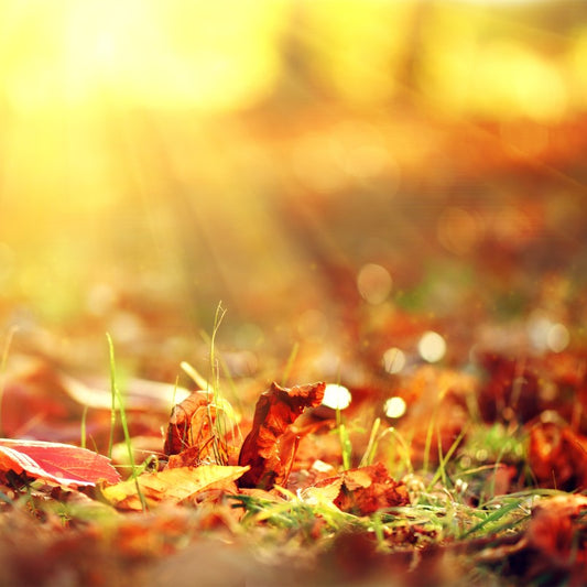 Crackling Autumn Harvest Fragrance Oil