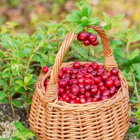 Cranberry Woods BBW Type Fragrance Oil
