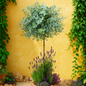 Eucalyptus topiary with lavender and ivy in sunlit garden, evoking fresh botanical scent for fragrance oil