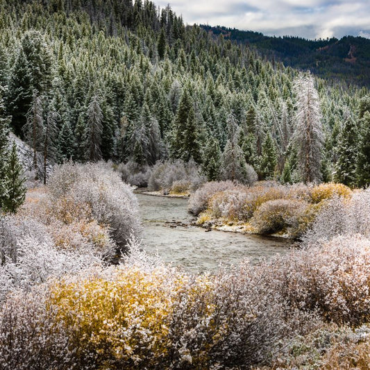 First Snow fir ceder mint woody fragrance oil