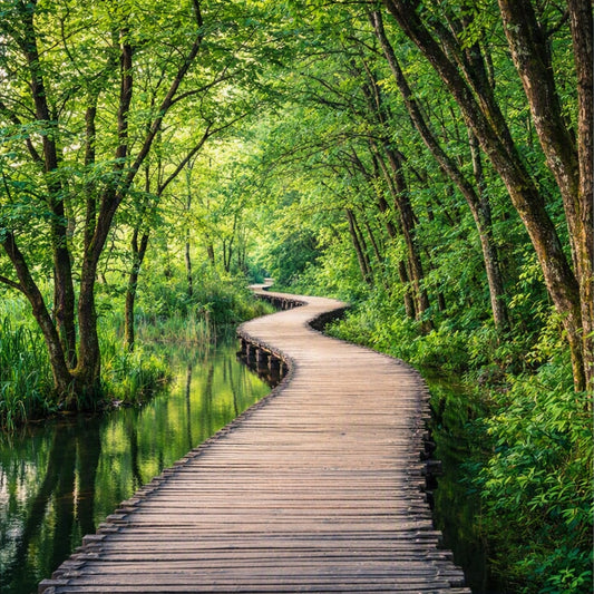A wooden boardwalk path curves through a lush green forest beside calm water, with tall trees arching overhead representing Forest Escape Clean Fragrance Oil