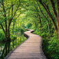 A wooden boardwalk path curves through a lush green forest beside calm water, with tall trees arching overhead representing Forest Escape Clean Fragrance Oil