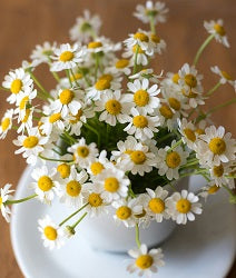 German chamomile flowers