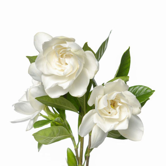 Glorious Gardenia | Northstar Fragrance Oil for Candle Making | Candle Cocoon - New!