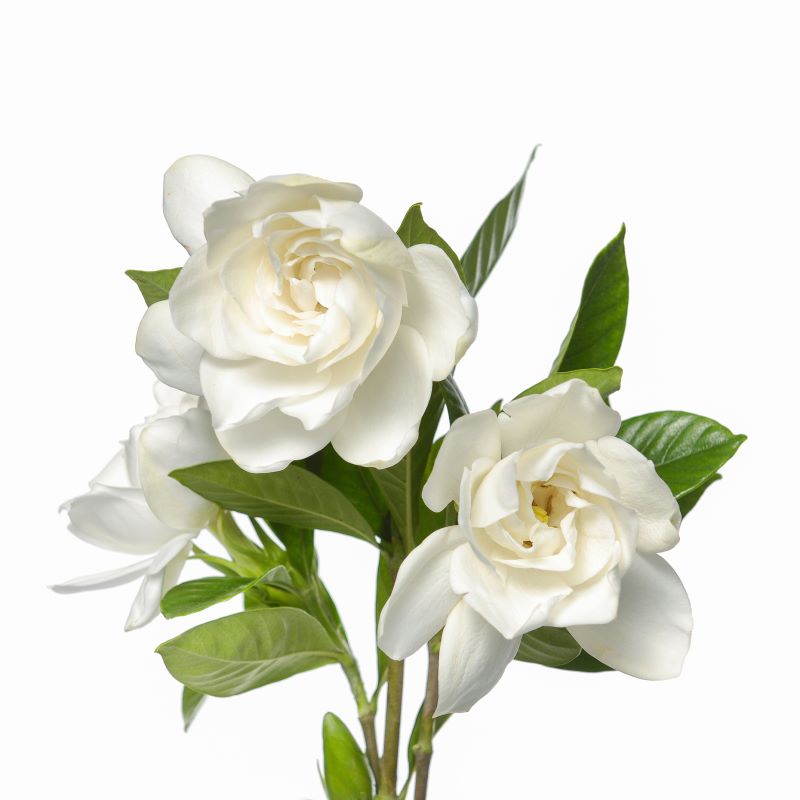 Glorious Gardenia Fragrance Oil - Coming Soon!