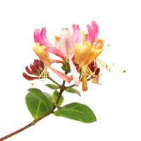 Honeysuckle lilac rose orange fragrance oil