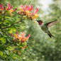 A green hummingbird in flight pollinates pink and yellow honeysuckle flowers on a leafy branch against a soft green blurred background to give the idea of Honeysuckle Fragrance Oil.
